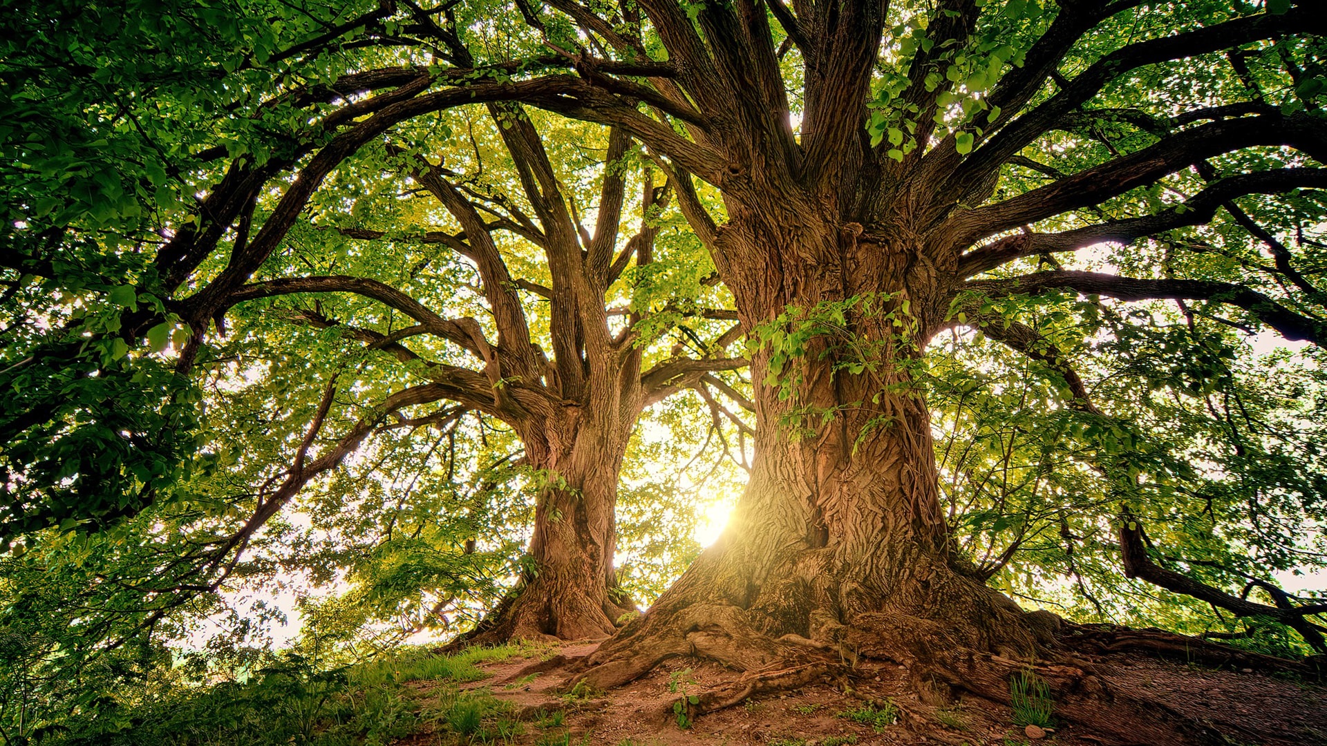 BILLION TREES IN AFRICA